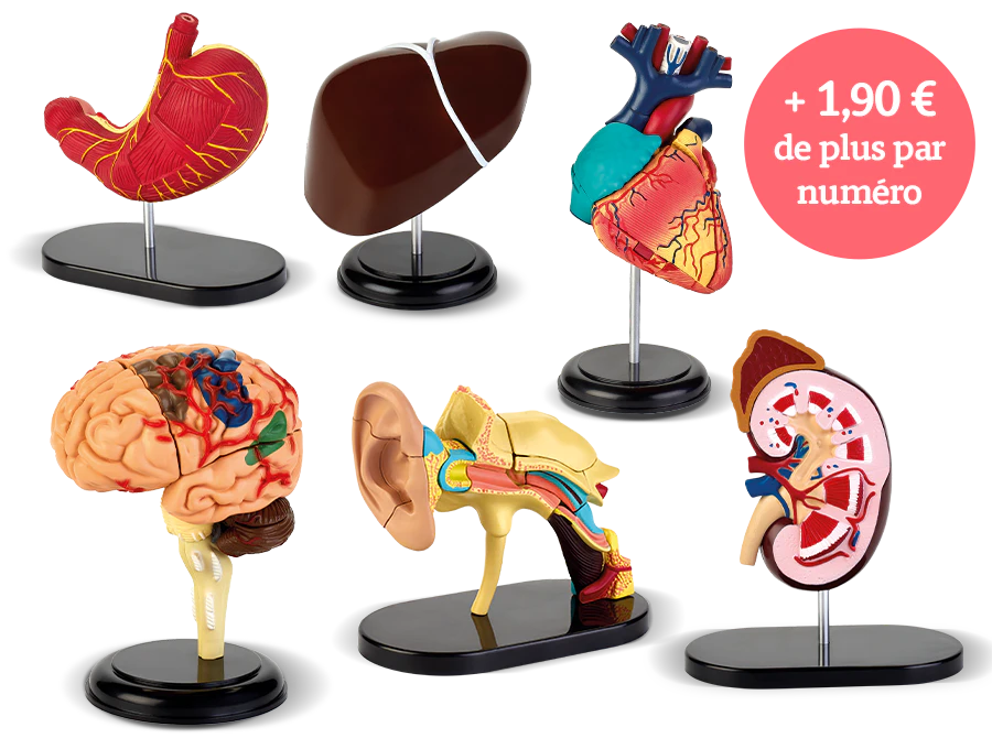 Image d’une reproduction de six organes humains. Une icône sur l’image indique “+1,75€ de plus par numéro”.